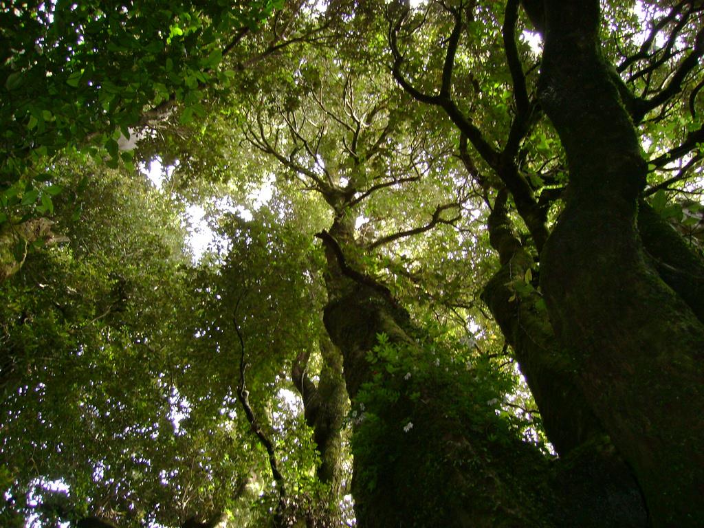 bosque-valdivia.jpg