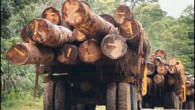 Pueblo Mapuche se opone a certificación ambiental de compañías forestales En 2003 ONGs aprobaron una cuestionada ecocertificación para Forestal Arauco y para la CMPC, proceso que no consultó a los Mapuche.