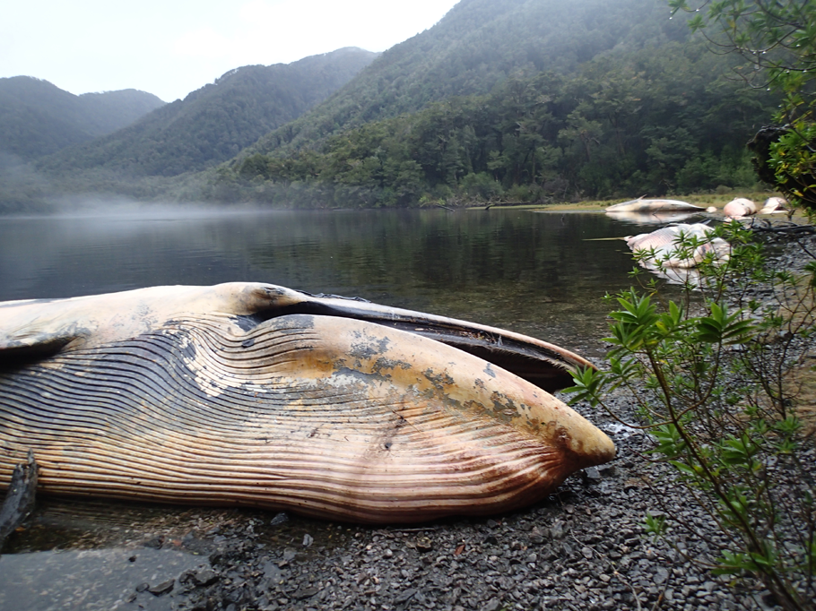 Extraño varamiento masivo de Ballenas en el austral Golfo de Penas. Vea Fotos