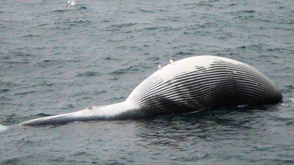 Muerte masiva de ballenas en Alaska es un misterio para especialistas