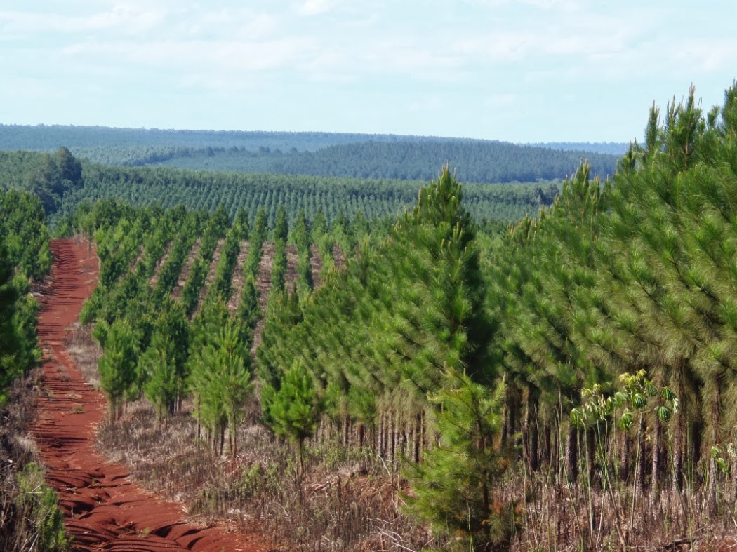 Estado chileno sigue apoyando a la extractivista industria forestal