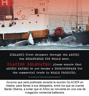 Balleneros Usan Ruta Ártica para Socavar Moratoria sobre Caza Comercial de Ballenas