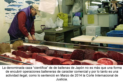 Japón Continua Caza Ilegal de Ballenas Disfrazada de “Ciencia”