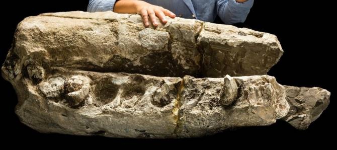 Fósil de ballena de hace 15 millones de años pertenece a un nuevo género de cetáceo