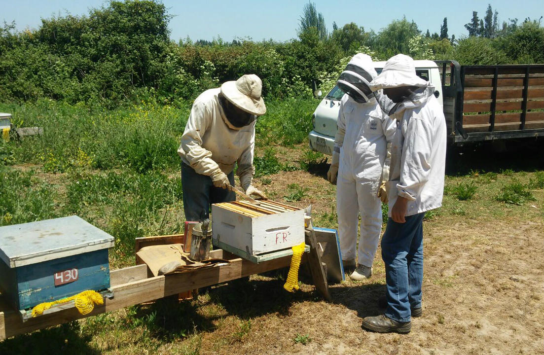 Salud de colmenas y mercados europeos de la Miel son intereses de Pymes en Región de O’Higgins