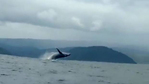 VIDEO: Captan el espectacular salto de una ballena en la costa de Región de Los Lagos