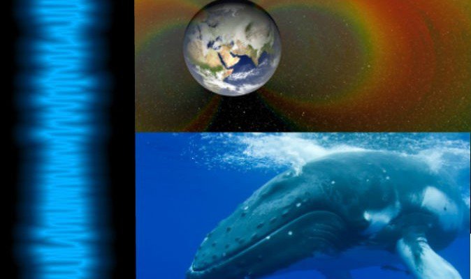Sonido que emiten las ballenas es igual a lo que se escucha en el espacio