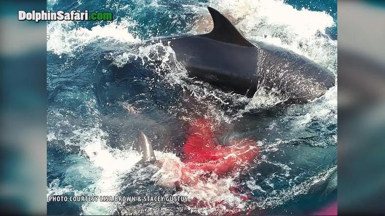 VIDEO: Filman nacimiento de Falsa Orca, uno de los mayores delfines oceánicos