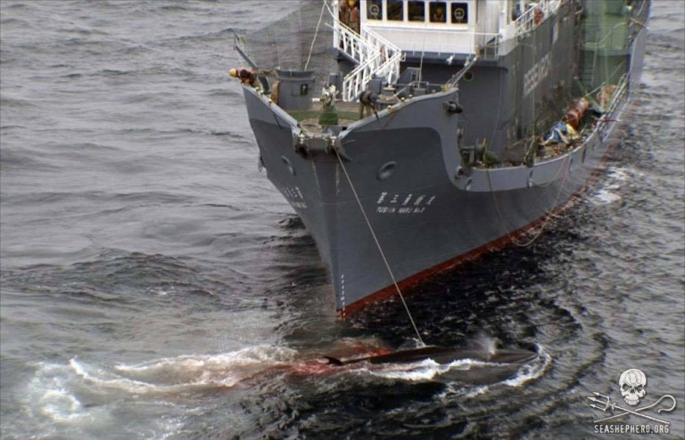 Japón mata a 333 ballenas de las cuales 207 estaban preñadas. Con esto desafía directamente a la ONU