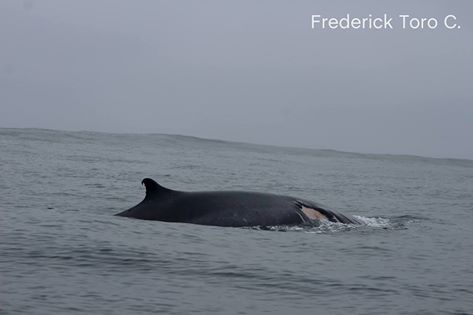Difunden foto de ballena herida por hélice de barco industrial