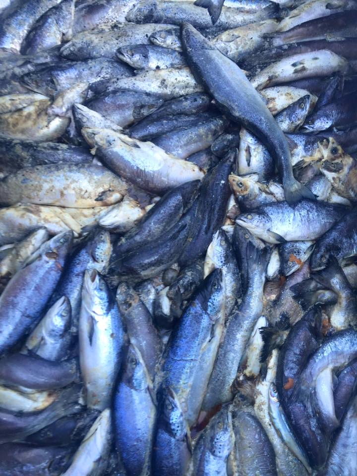 Comunidad Kawésqar preocupada por mortandad de salmones en Magallanes