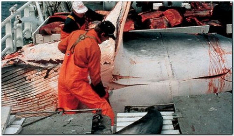 Denuncian que Noruega usa carne de ballena para alimentar a animales que serán usados por la industria peletera