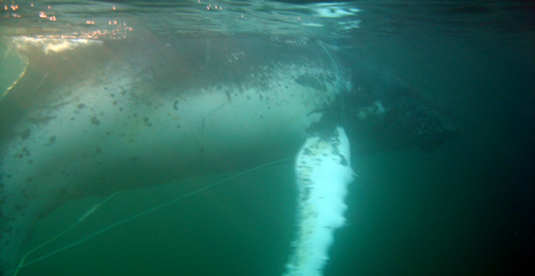 Sernapesca y Armada rescatan ballena enmallada en Puerto Williams