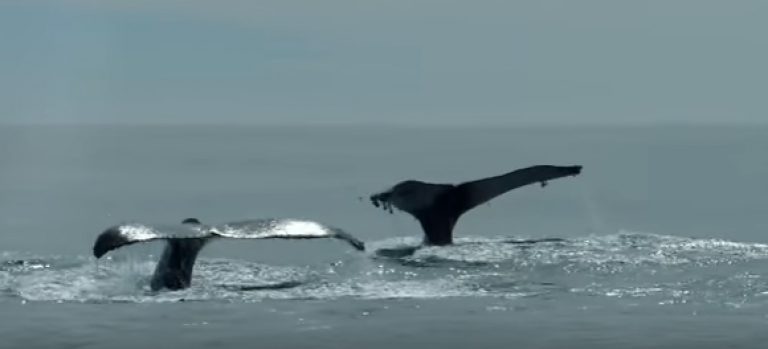 VIDEO: No comas salmon de cultivo chileno y protege a las ballenas y sus ecosistemas