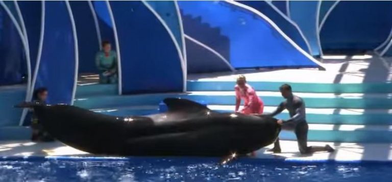 Muere ballena piloto de espectáculo de SeaWorld en San Diego