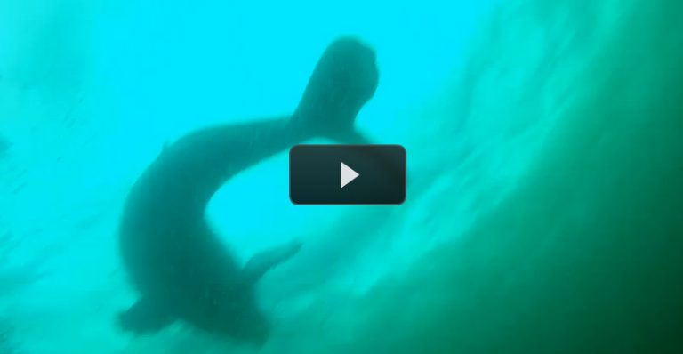 VIDEO: Impresionante liberación de ballena enredada en jaulas de centolla en Magallanes