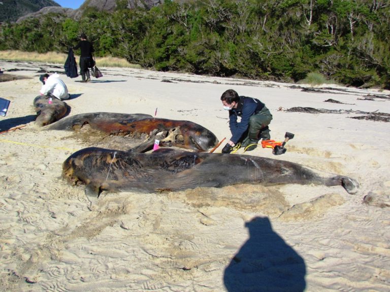 FOTOS: Fueron 124 ballenas varadas en Las Guaitecas dice primer informe de Sernapesca