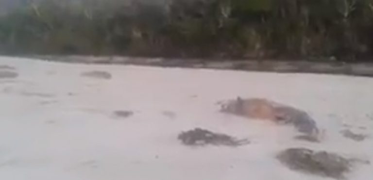 Otra varazón masiva de ballenas se registra en Aysén, Patagonia chilena