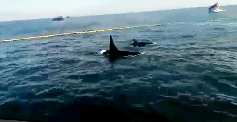 Cinco orcas atrapadas en red de cerco fueron liberadas por nave artesanal