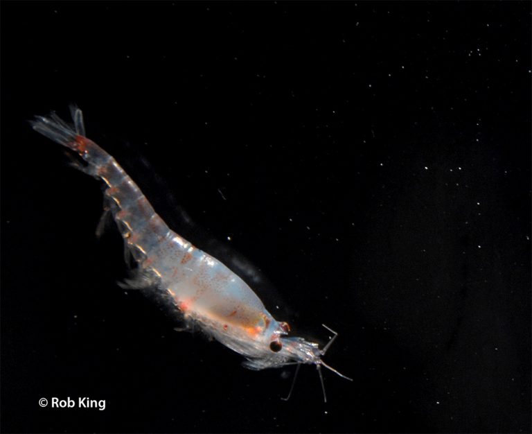 Cambio Climático causaría importante descenso en de krill antártico para el 2100