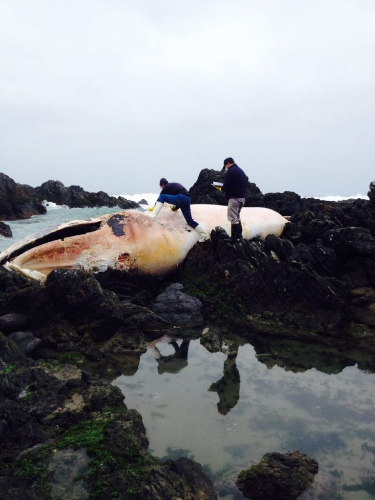 FOTOS: Ballena varada en costa de la región de Coquimbo es examinada por Sernapesca