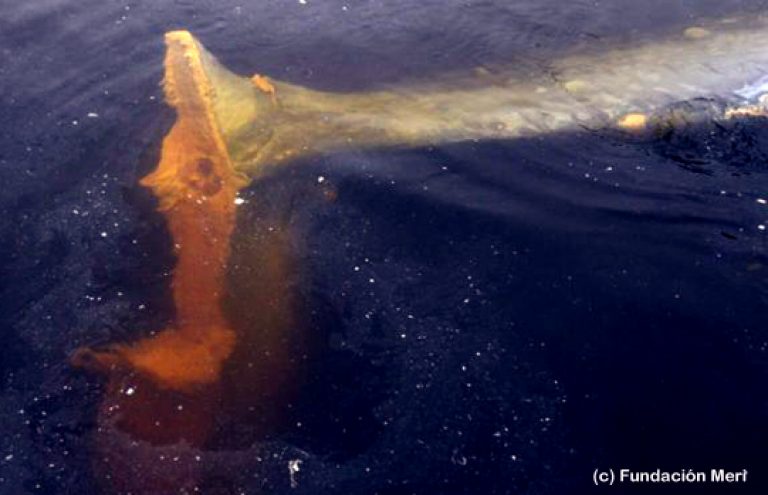 Impactante imagen de ballena con su cola cercenada por acción humana