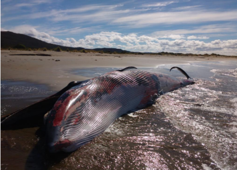 Balazos a Ballenas y Marea Roja en Golfo de Penas. ¿Investigarán violación a Leyes de Pesca y de Cetáceos?