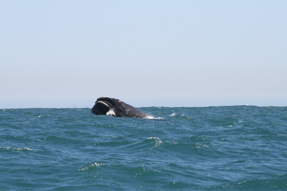 Las ballenas que llegan a Cobquecura transforman a esta zona en otro lugar de avistamiento e investigación