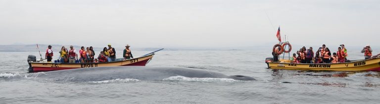 Avistamiento de ballenas en Isla Chañaral comienza a tener acuerdos para su protección