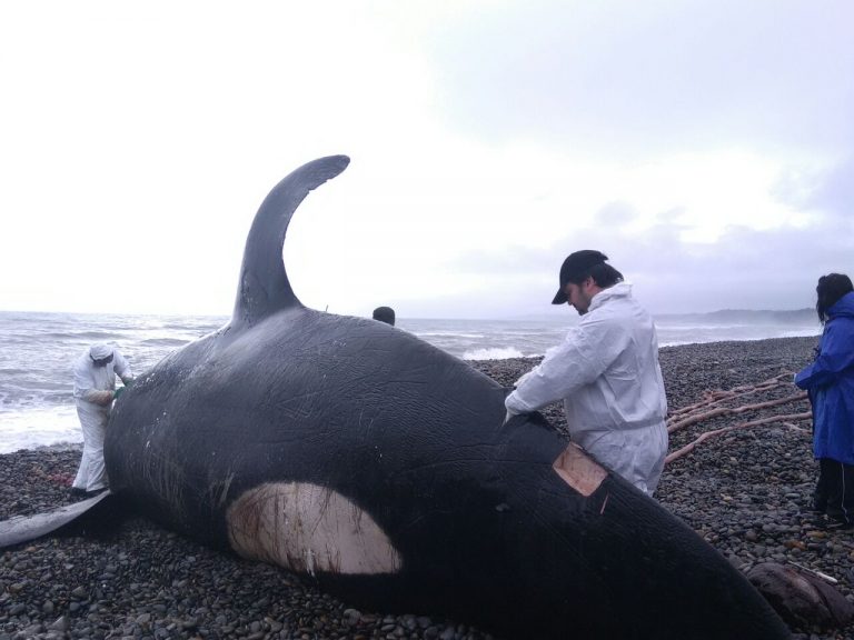 Con necropsia determinará probable causa de muerte de orca varada en Santo Domingo