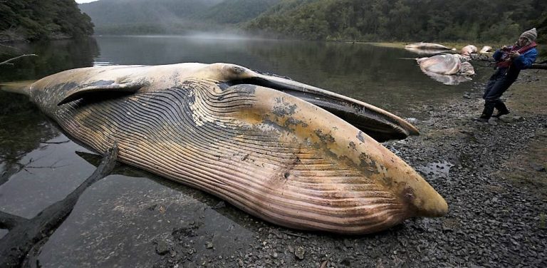 ¿Es posible que 300 ballenas mueran por consumir langostas contaminadas con marea roja?