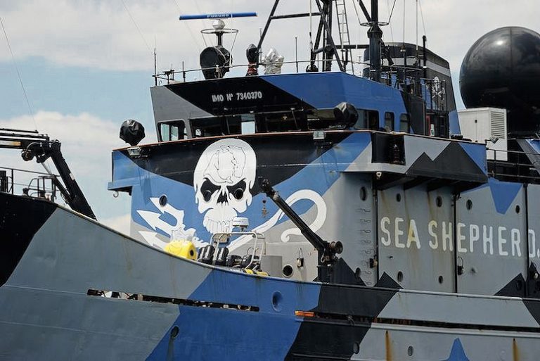 Sea Shepherd no perseguirá más a balleneros japoneses porque cazadores usan tecnología militar para no ser localizados