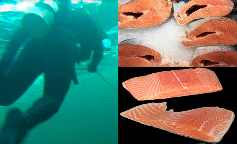 Buzo de salmonera muere en faenas en Magallanes. Cuerpo fue rescatado a 40 metros de profundidad