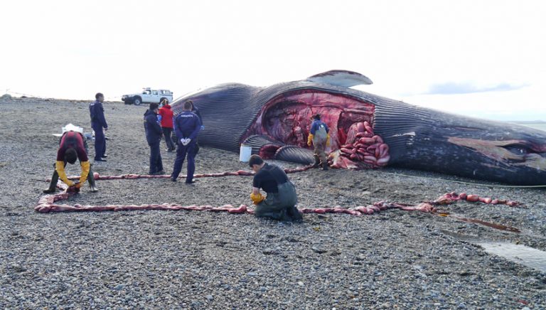 Científicos quieren rescatar esqueleto de ballena para un museo en Magallanes