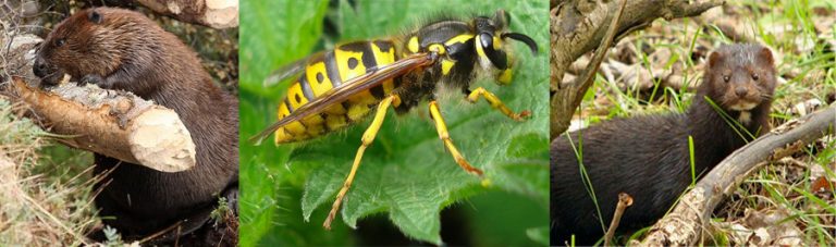 La amenaza de las especies exóticas invasoras en la Reserva de la Biosfera Cabo de Hornos