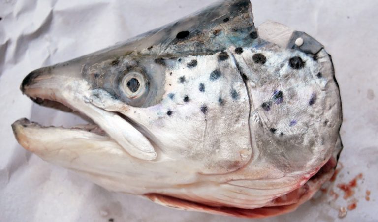 Estructuras ilícitas para el robo y comercialización ilegal de salmones serán combatidas por el Servicio de Impuestos Internos