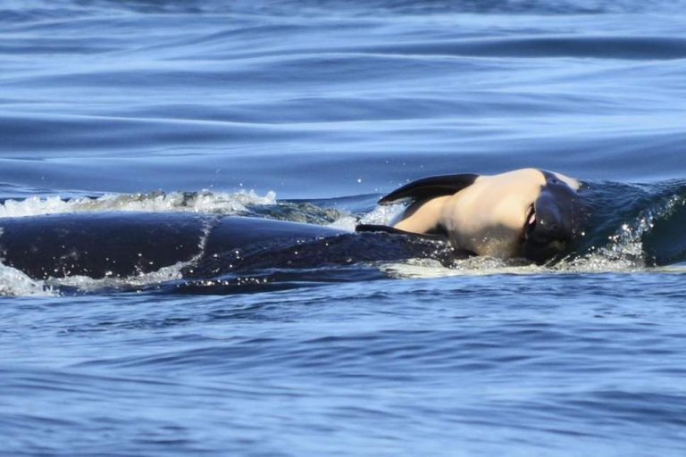 Conmovedor: Orca nadó y mantuvo a flote a su cría muerta durante 17 días: