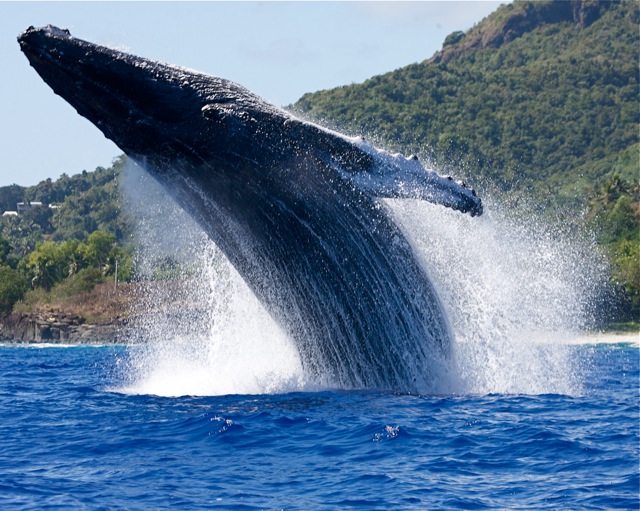 Latinoamérica se reúne en Chile para definir el futuro de las Ballenas