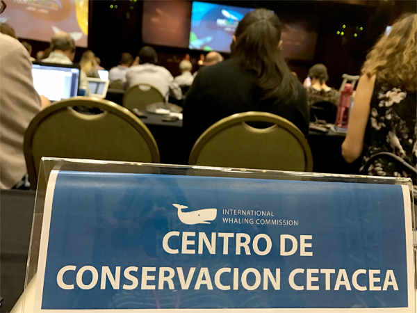 Mediante el mal uso de «Caza Aborigen», quieren reabrir matanza comercial de ballenas. Comienza reunión de CBI en Brasil