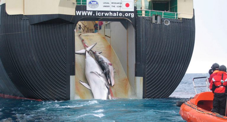 Latinoamérica Demanda Condena a Caza de Ballenas de Japón