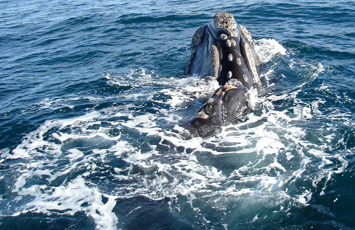 Chile y Perú Fortalecen Cooperación para Evitar Extinción de Ballena Franca Austral del Pacífico Sudeste