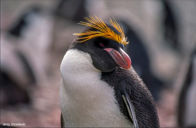 El misterio de los pingüinos crestados