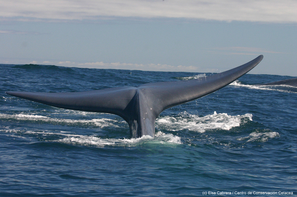Trabajo de investigadoras hace que Ballenas azules de Chiloé sean las más conocidas del hemisferio sur 