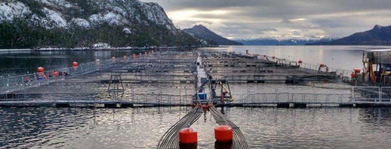 Por primera vez revocan permisos ambientales a Salmonera por grave daño en la Patagonia