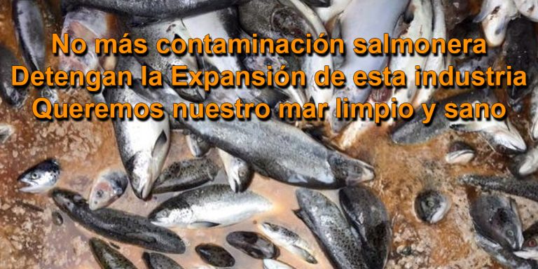 Proyecto de limpieza de fondos marinos contaminados por salmoneras es otro maquillaje que diputados le hacen a la industria acúicola
