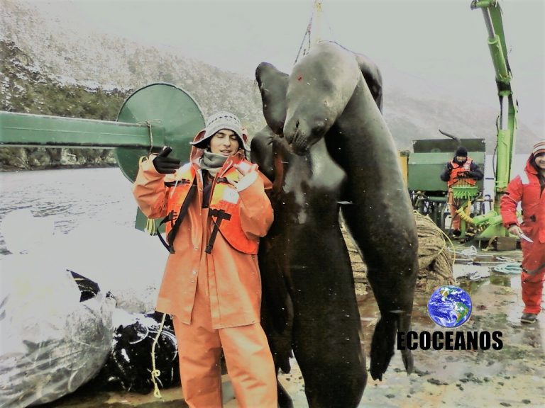 Matanza de lobos marinos en salmoneras de la Patagonia chilena