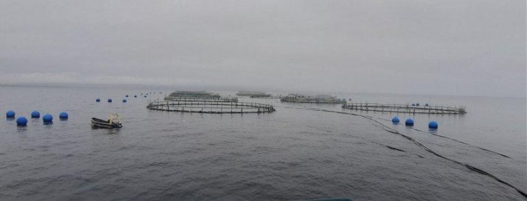 50 mil truchas se escapan de centro de cultivo de transnacional salmonera en Magallanes