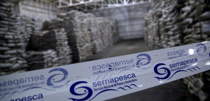 Ridícula multa a compañía Salmones de Chile Alimentos por vender harina de pescado proveniente de pesca ilegal