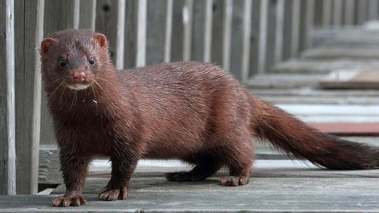 Covid y animales: «Por ahora, no creo que sea necesaria la vacunación de animales», dice academico de U de Chile