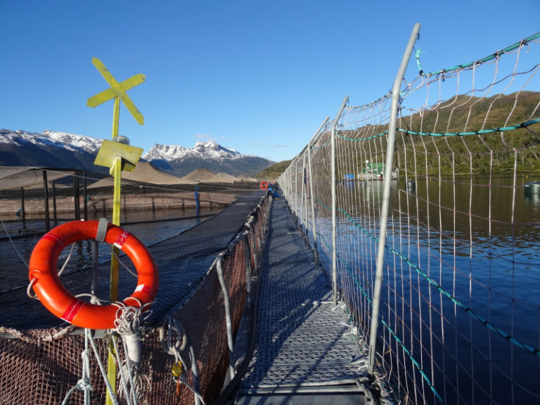 Industria salmonera sigue sin control en zonas marinas protegidas: Transnacional china es sancionada por sobreproducción en Parque Nacional Kawesqar